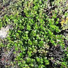 Attēlu rezultāti vaicājumam “Betula nana flower”