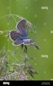 Attēlu rezultāti vaicājumam “Vacciniina optilete underside”