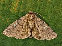 Attēlu rezultāti vaicājumam “Tethea or”