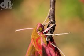 Attēlu rezultāti vaicājumam “Deilephila elpenor”