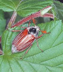 Attēlu rezultāti vaicājumam “Melolontha melolontha”