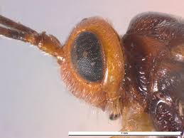 Attēlu rezultāti vaicājumam “Paramesus obtusifrons”