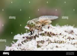 Attēlu rezultāti vaicājumam “Atylotus sp.”