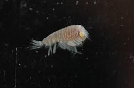 Attēlu rezultāti vaicājumam “Amphipoda”