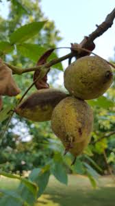 Attēlu rezultāti vaicājumam “Juglans cinerea fruit”