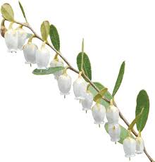 Attēlu rezultāti vaicājumam “Chamaedaphne calyculata flower”