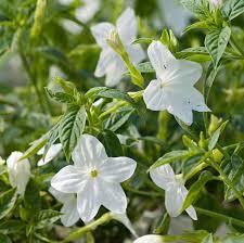 Image result for Browallia speciosa