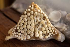 Image result for Aplodinotus grunniens