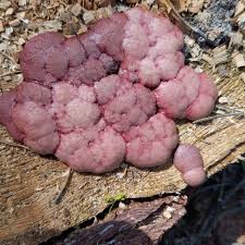 Attēlu rezultāti vaicājumam “Amaurochaete atra macro”