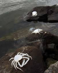 Image result for Cancer irroratus