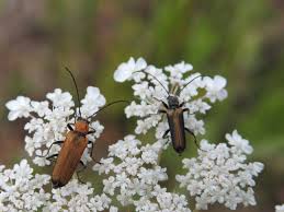 Attēlu rezultāti vaicājumam “Anogcodes melanurus”