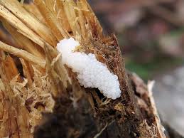 Attēlu rezultāti vaicājumam “Arcyria, Heterotrichia sp.”