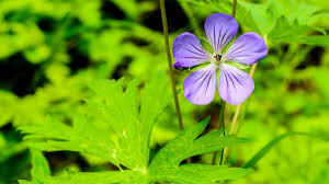 Attēlu rezultāti vaicājumam “Geranium bohemicum flower”