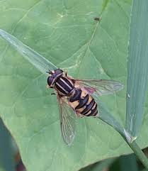 Attēlu rezultāti vaicājumam “Helophilus pendulus”