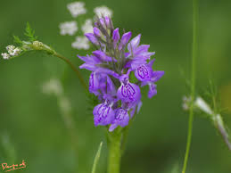 Attēlu rezultāti vaicājumam “Dactylorhiza maculata flower”