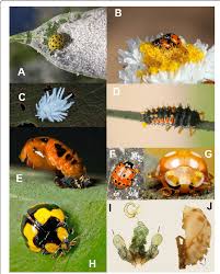 Attēlu rezultāti vaicājumam “Psyllobora vigintiduopunctata larva”