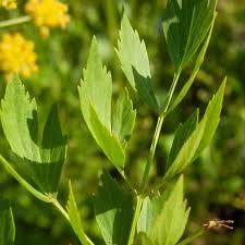 Image result for Liebstöckel