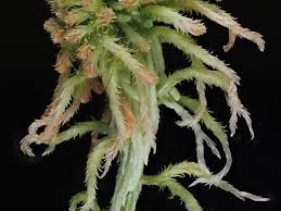 Attēlu rezultāti vaicājumam “Sphagnum fallax”