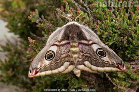 Attēlu rezultāti vaicājumam “Saturnia pavonia female”