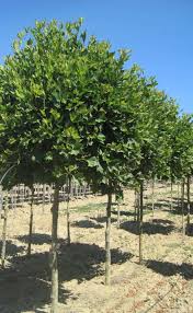 Attēlu rezultāti vaicājumam “Platanus x hispanica (syn. Platanus x acerifolia)”