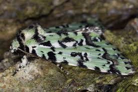 Attēlu rezultāti vaicājumam “Moma alpium”