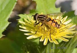 Attēlu rezultāti vaicājumam “Helophilus pendulus”