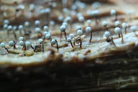 Attēlu rezultāti vaicājumam “Cribraria cancellata var. fusca spores”