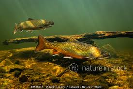 Image result for Salvelinus fontinalis