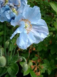 Image result for Scheinmohn