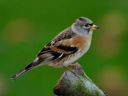 Attēlu rezultāti vaicājumam “Fringilla montifringilla”