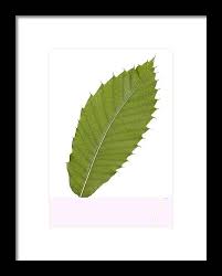 Attēlu rezultāti vaicājumam “Castanea sativa  leaf”