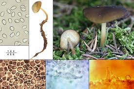 Attēlu rezultāti vaicājumam “Strobilurus esculentus”