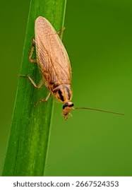 Attēlu rezultāti vaicājumam “Ectobius sylvestris male”