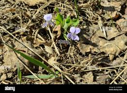 Attēlu rezultāti vaicājumam “Viola rupestris bud”