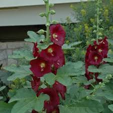 Image result for Alcea rosea `Appleblossom`