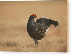 Image result for Tetrao tetrix