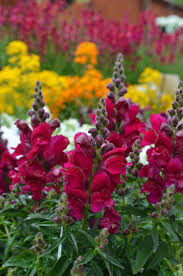 Image result for Antirrhinum majus
