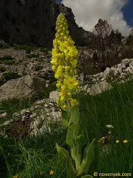 Image result for Verbascum phlomoides
