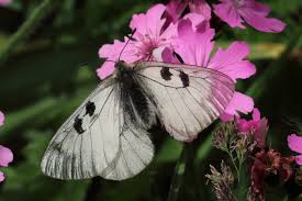Attēlu rezultāti vaicājumam “Parnassius mnemosyne underside”