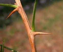 Attēlu rezultāti vaicājumam “Ribes uva-crispa leaf”