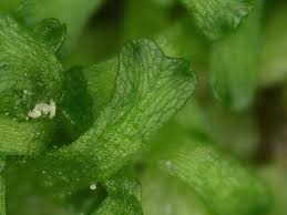 Attēlu rezultāti vaicājumam “Riccia cavernosa”