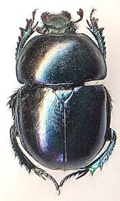 Attēlu rezultāti vaicājumam “Trypocopris vernalis”