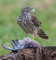 Image result for Goshawks G C