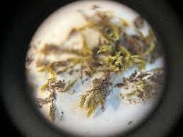 Attēlu rezultāti vaicājumam “Bryum neodamense”