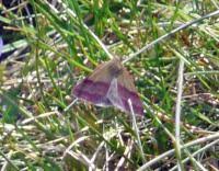 Attēlu rezultāti vaicājumam “Phytometra viridaria”