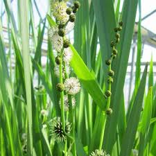 Attēlu rezultāti vaicājumam “Sparganium erectum aggr. fruit”