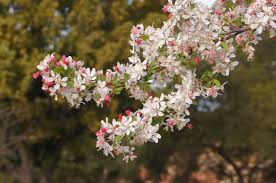 Attēlu rezultāti vaicājumam “Malus”