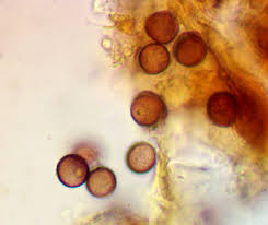 Attēlu rezultāti vaicājumam “Craterium aureonucleatum young”