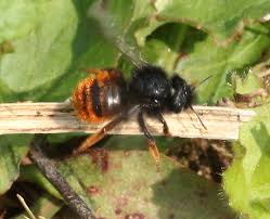 Attēlu rezultāti vaicājumam “Osmia bicolor”
