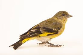 Attēlu rezultāti vaicājumam “Carduelis spinus female”